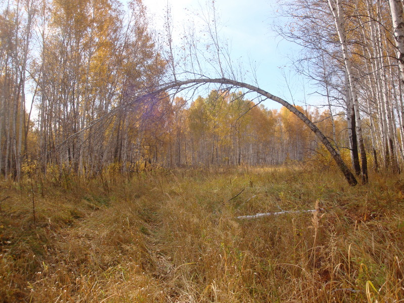 ... и под березами/... and under birches