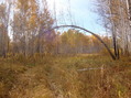 #9: ... и под березами/... and under birches