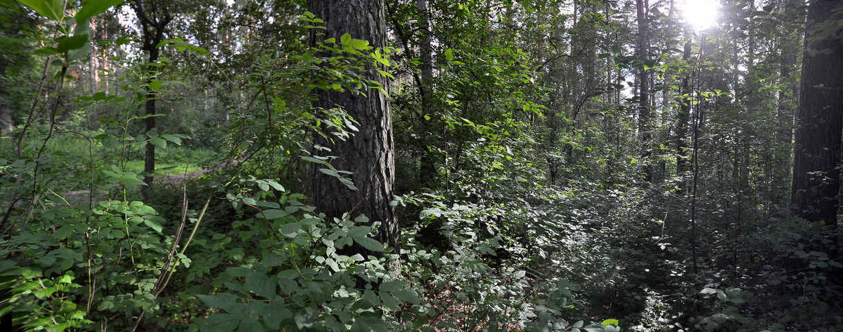 Panorama from south to north