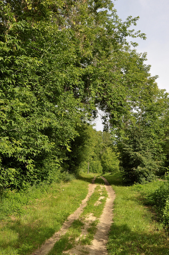 Main road in Inyushinskiy wood