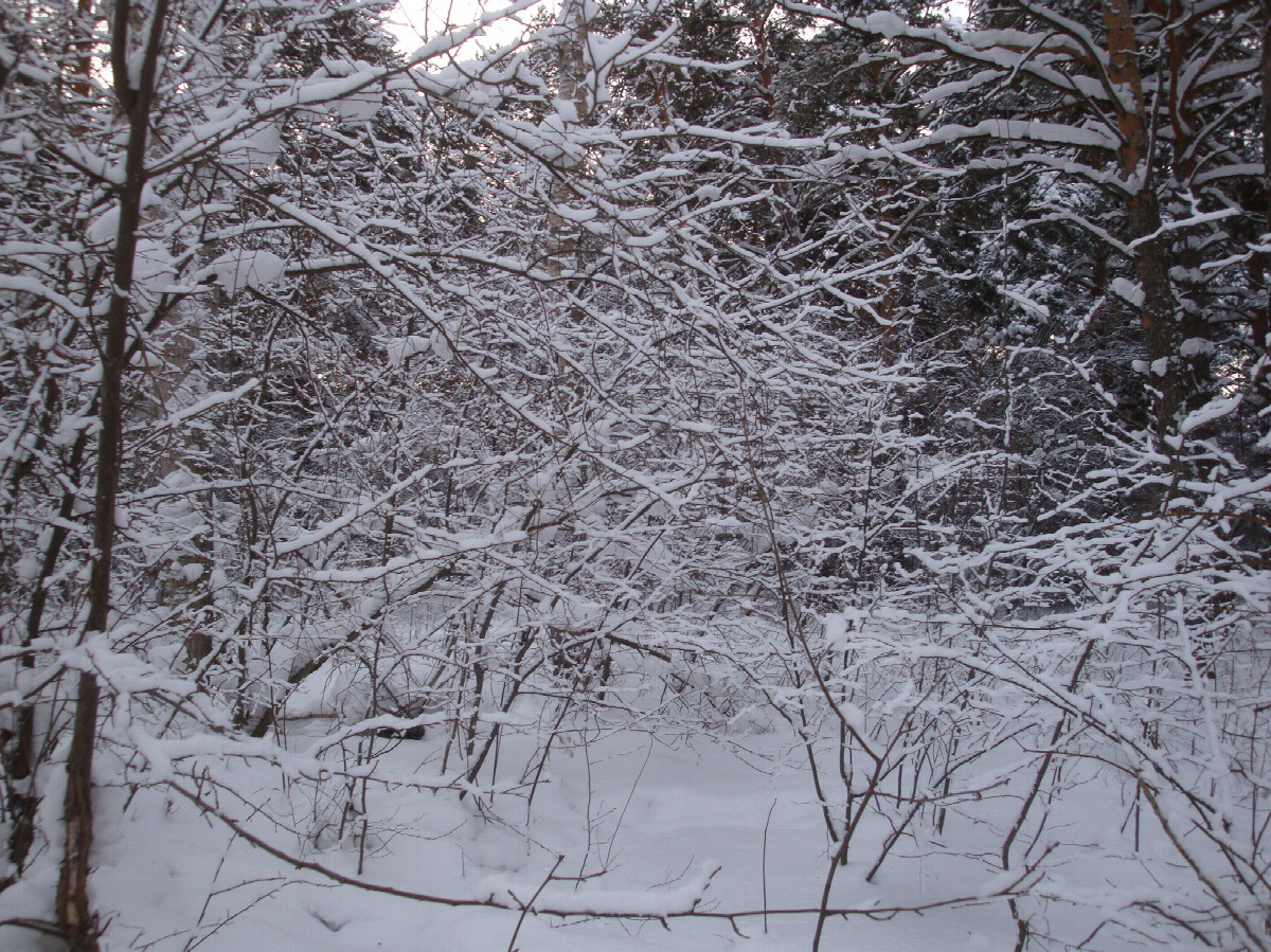зимние узоры - Winter atmosphere