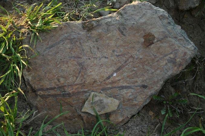 След древних растений / Track of the ancient plants