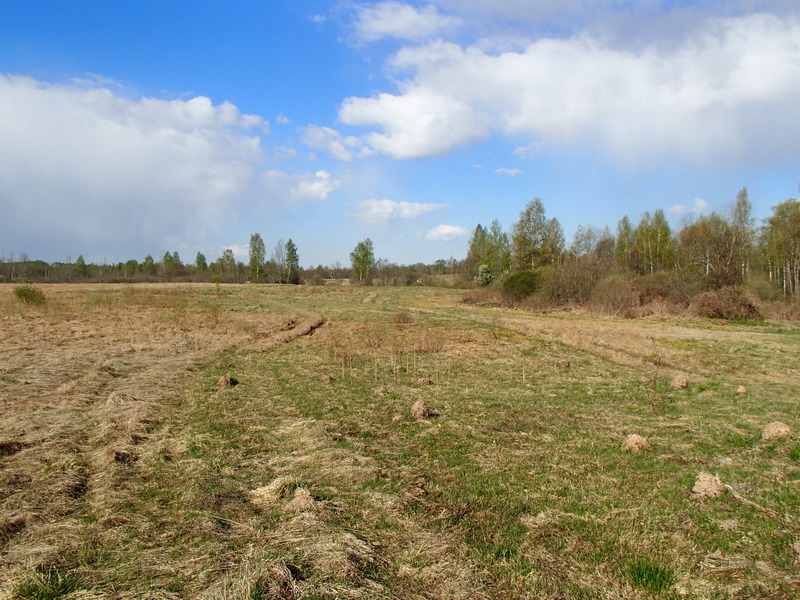 Clearing - view from CP direction / Луг - вид со стороны пересечения