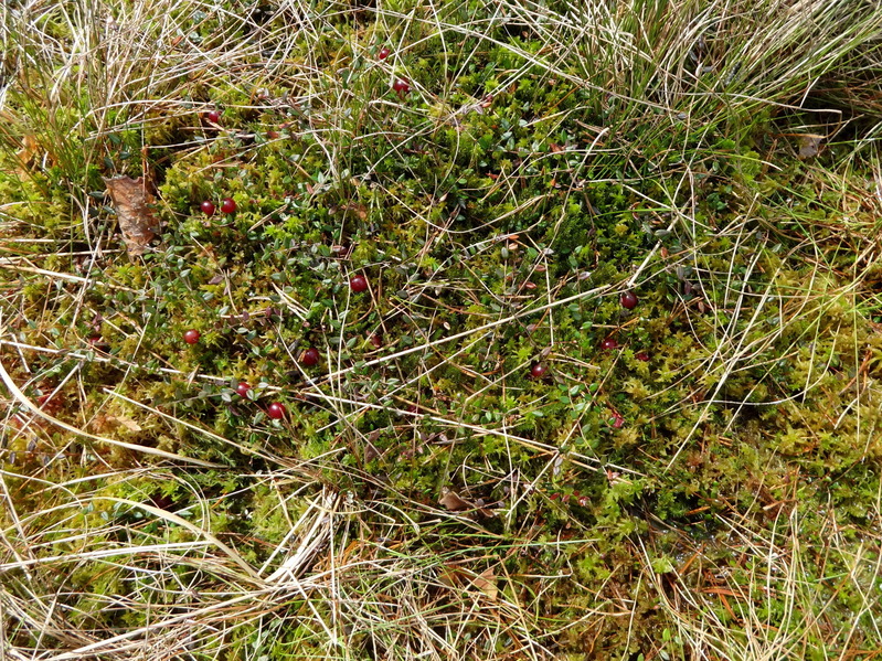 Cranberry cover
