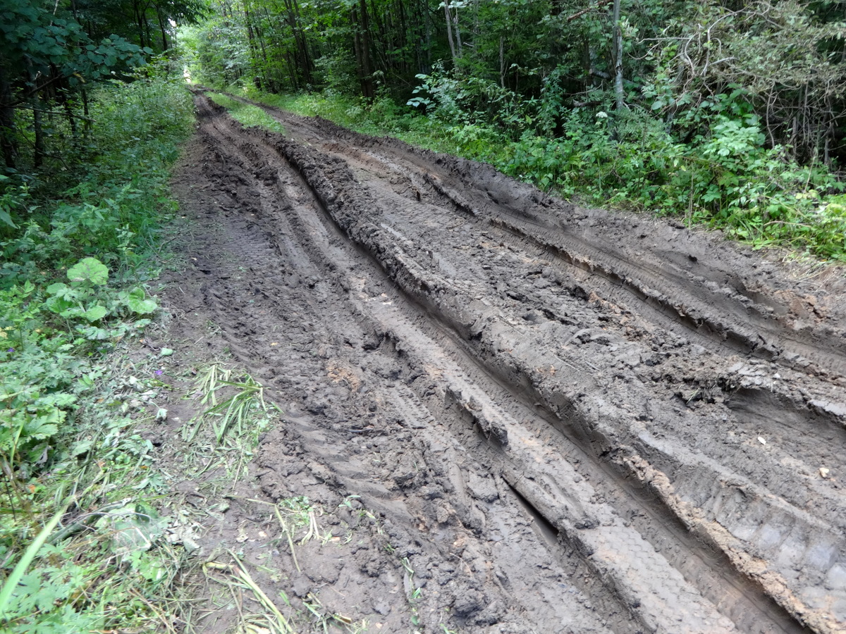 Лесовозная дорога (тут не очень) / Timber road (bad condition)