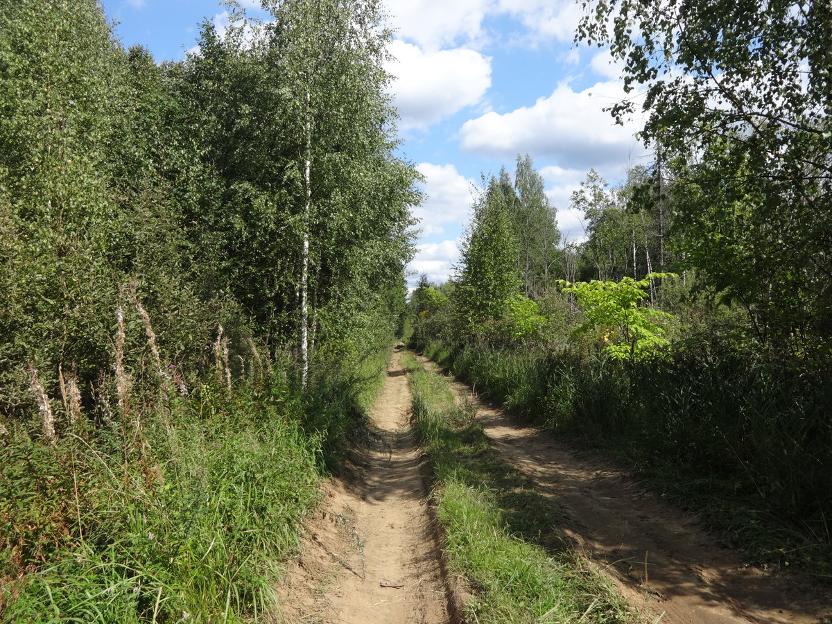 Лесовозная дорога (тут хорошо) / Timber road (good condition)