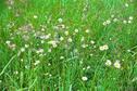 #10: Flowers near CP