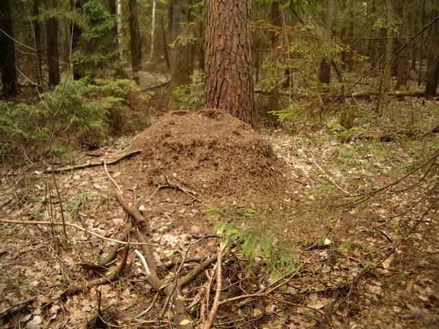 Ant hill near our CP