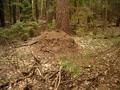 #5: Ant hill near our CP