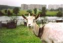 #7: On road on СР to us there was a surprised goat