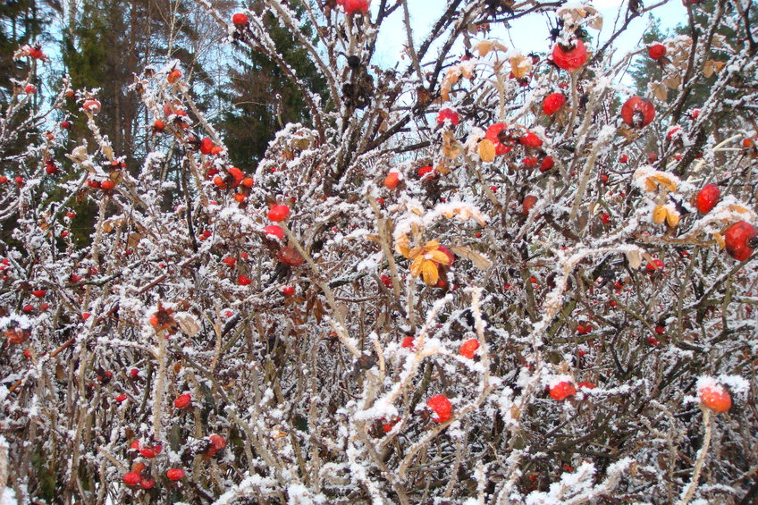 Ягоды под первым снегом/Berries under first snow