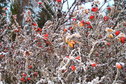 #7: Ягоды под первым снегом/Berries under first snow