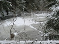 #7: Creek