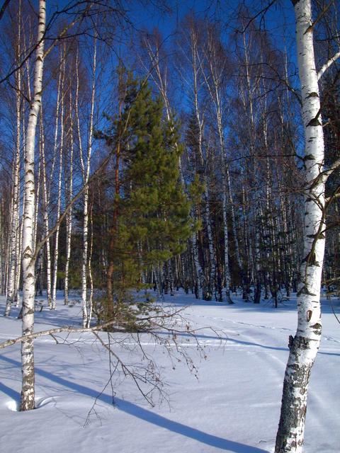 Russian winter forest