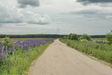 #9: The road from Ovchinino to Barskovo