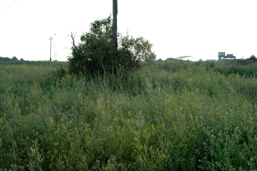 General view. The confluence is under the bush