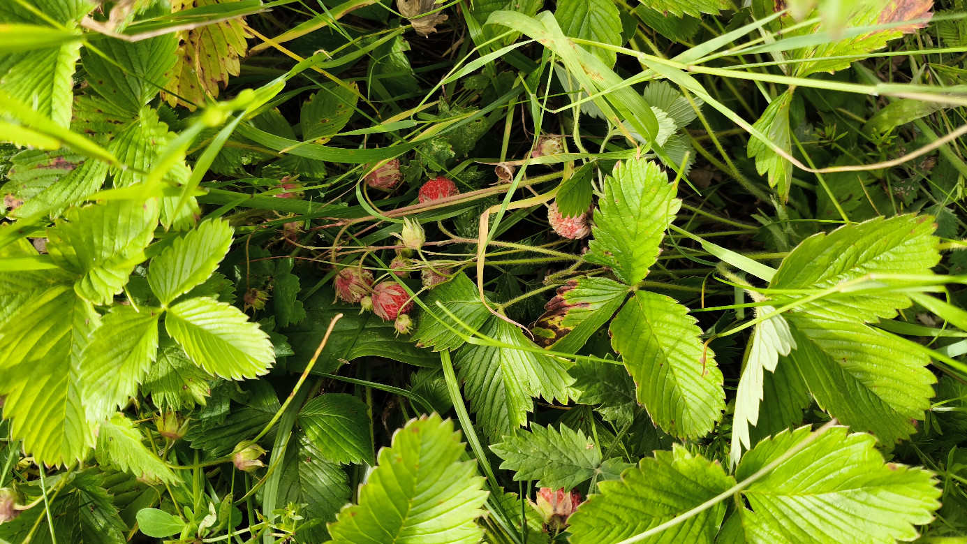 Strawberry