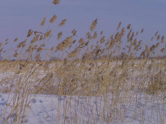 The grass is waist-high.