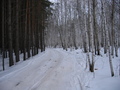 #10: On our way to the next confluence. The road between two provinces, Kurganskaya & Sverdlovskaya oblast's. We are at the very border. To the left of the border road - pine-trees of Sverdlovskaya oblast', to the right - birches of Kurganskaya oblast'