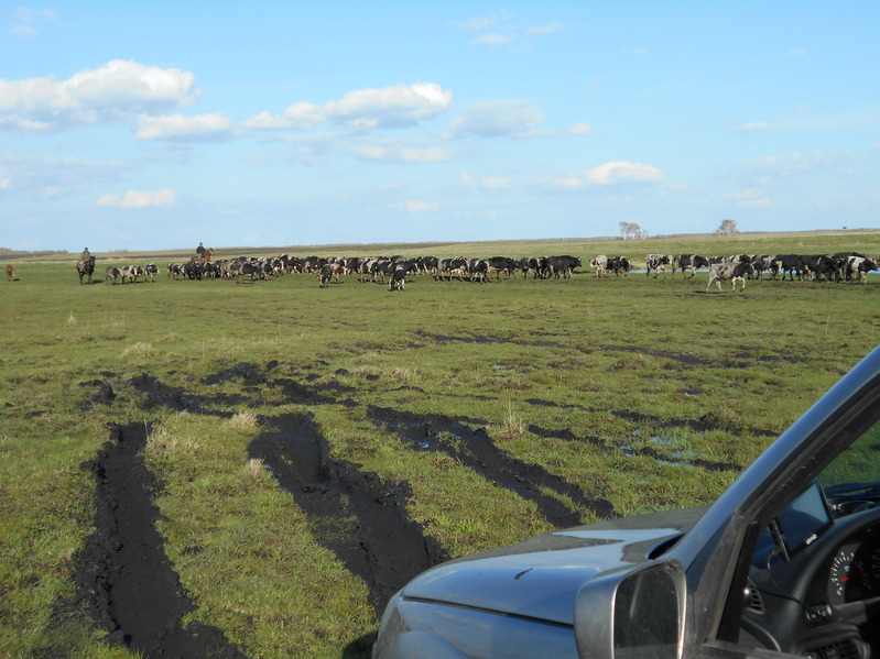 Непролазная грязь в сторону пересечения, только не для коров/Thick mud towards the confluence, impassable for us, not for cows