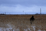 #10: путь через камыши