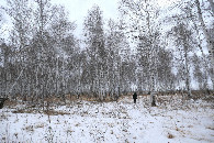 #9: путь через лес
