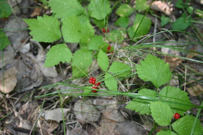 Костяника -- Stone bramble (Rubus Saxatilis)