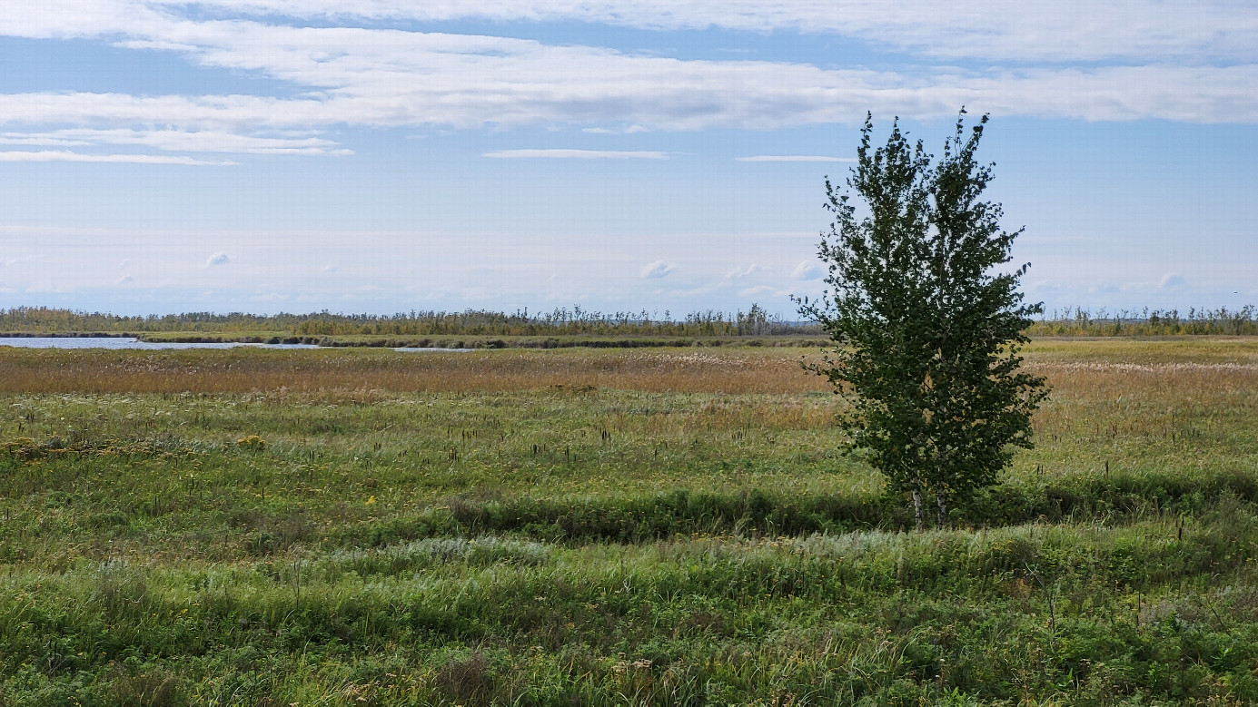 Местный пейзаж / Local landscape