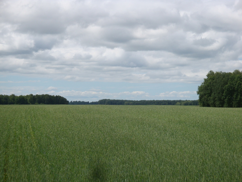 На запад / Facing West