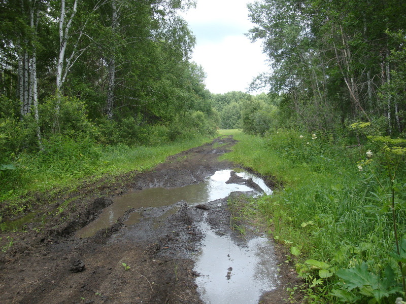 ... по грязи в лесу / ... onto a forest mud