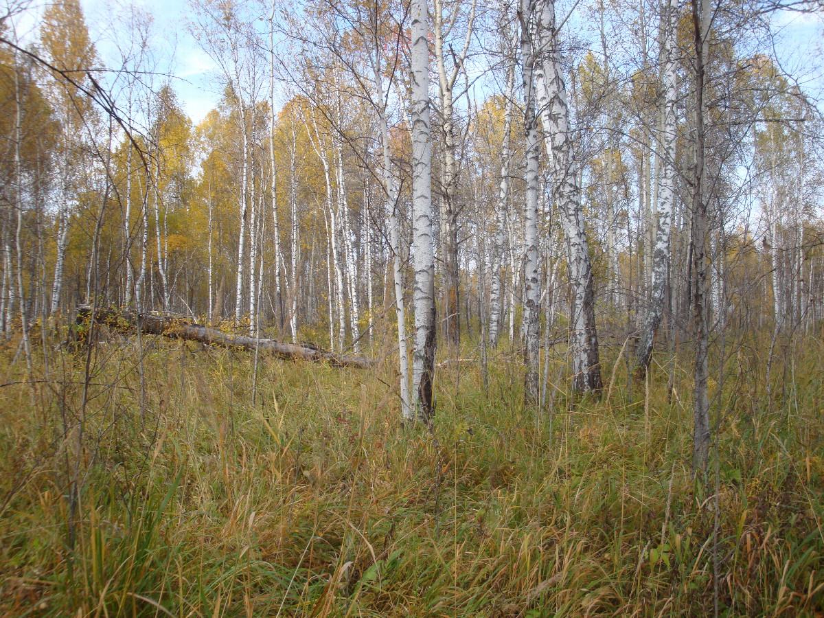 На север / Facing North