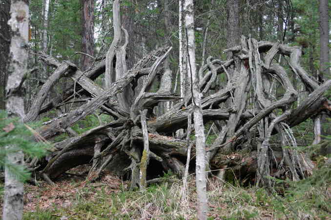 Лесная стража -- The forest guard