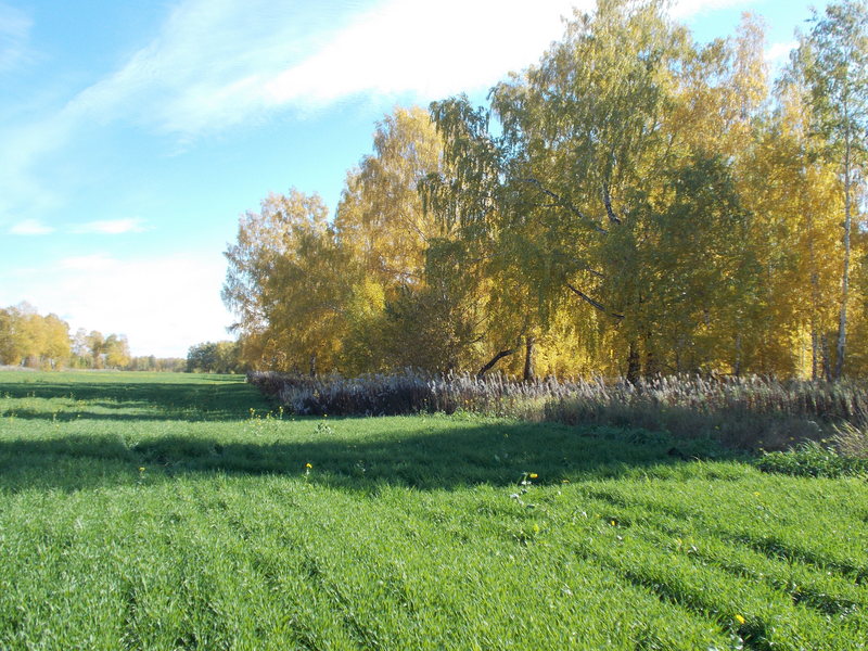 Золотая осень/Golden Autumn