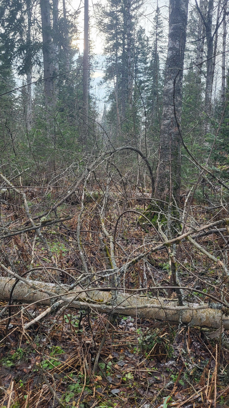 Windfall / бурелом