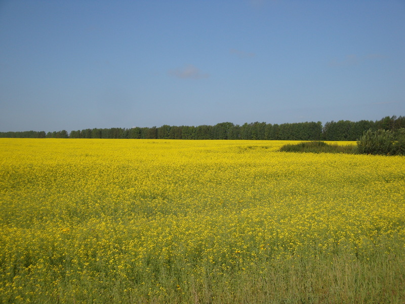 Золотое поле/Golden field