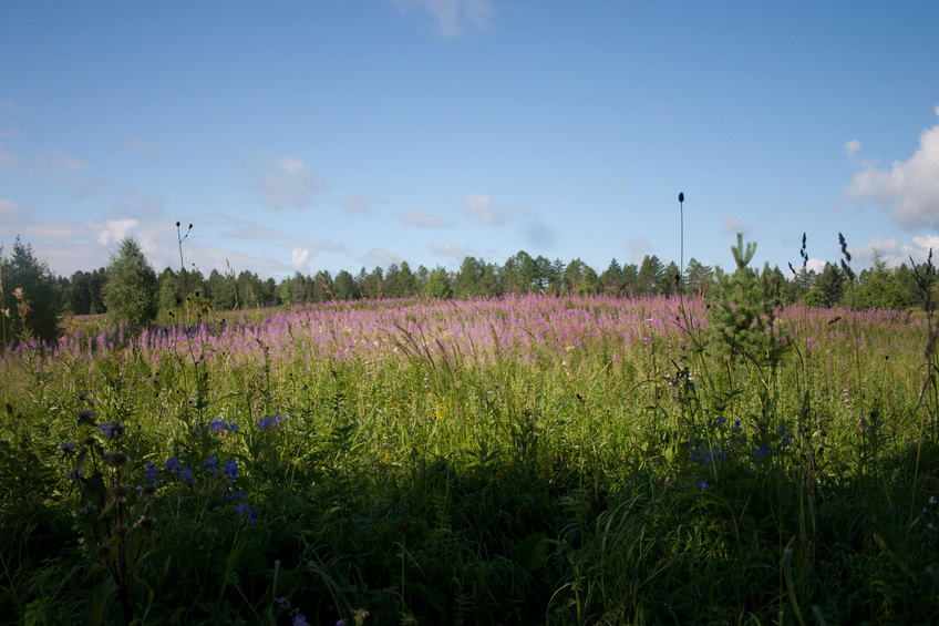  View from the road (650 meters away from the confluence)