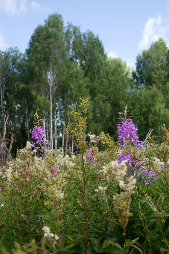 Field in 50 meters away from the confluence