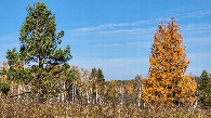 #10: Осенний контраст / Autumn contrast