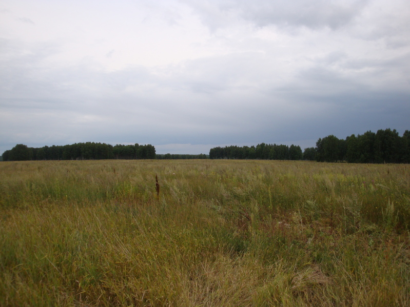 Край скошенного поля/The edge of mowed field