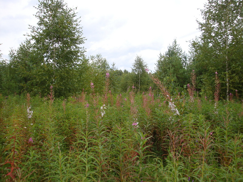 Молодой лес/Young forest