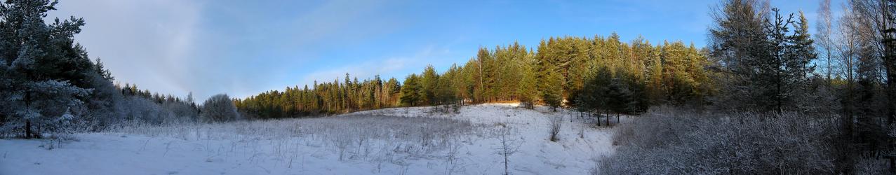 Glade that divides forest on frozen and green