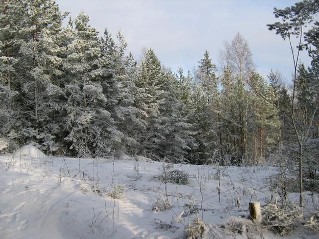 Beautiful winter forest