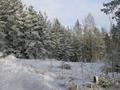 #8: Beautiful winter forest