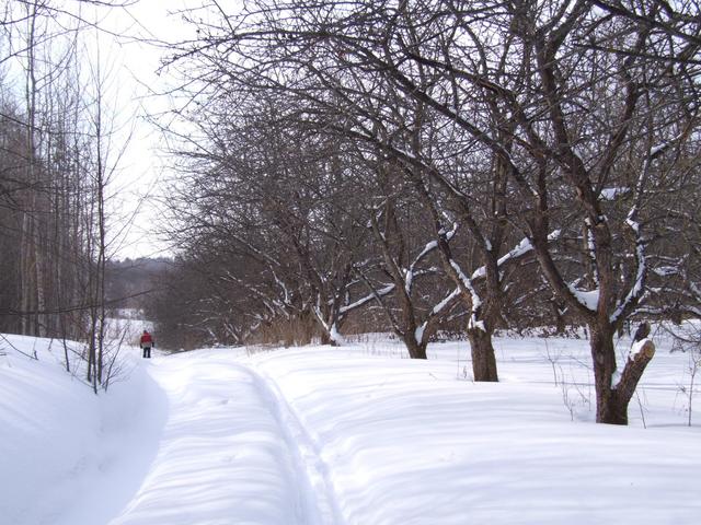 Apple orchard in the way to CP