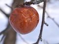 #11: Winter apple