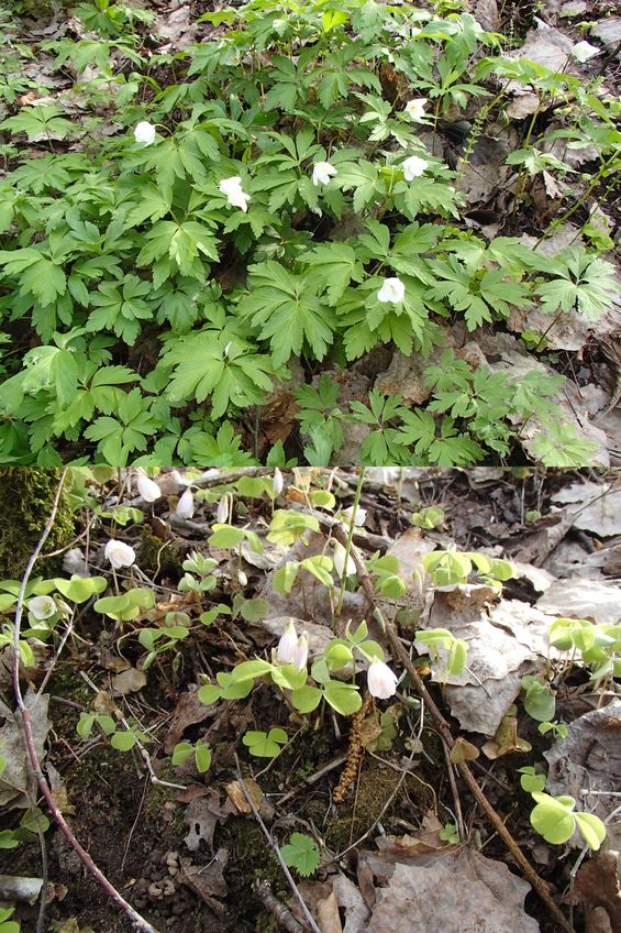 Pseudo-snowdrops - windflower and wood sorrel / Лжеподснежники - ветреница дубравная и кислица