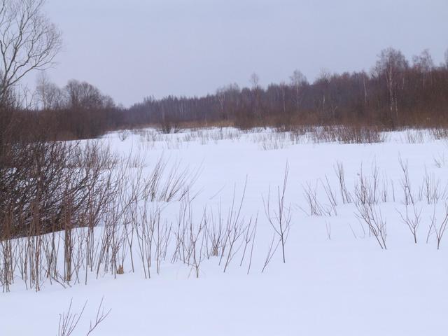 Marshland close to CP