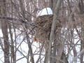 #6: Bird's nest awaiting spring