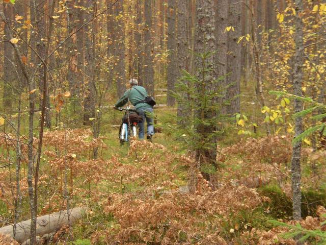 Пешком по лесу/Walking through the forest