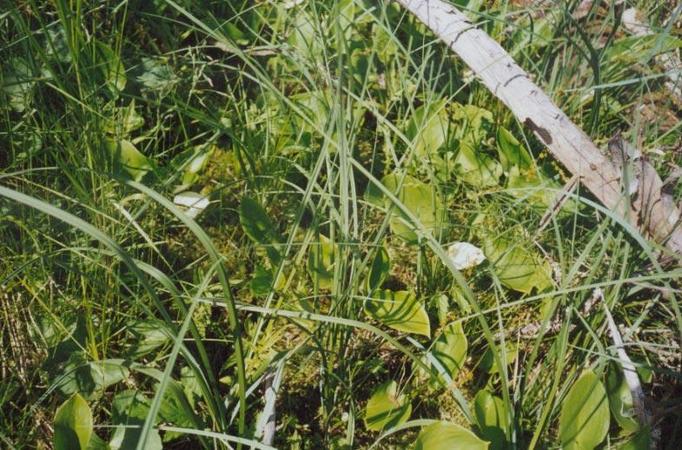 Flowers on a clearing near the CP